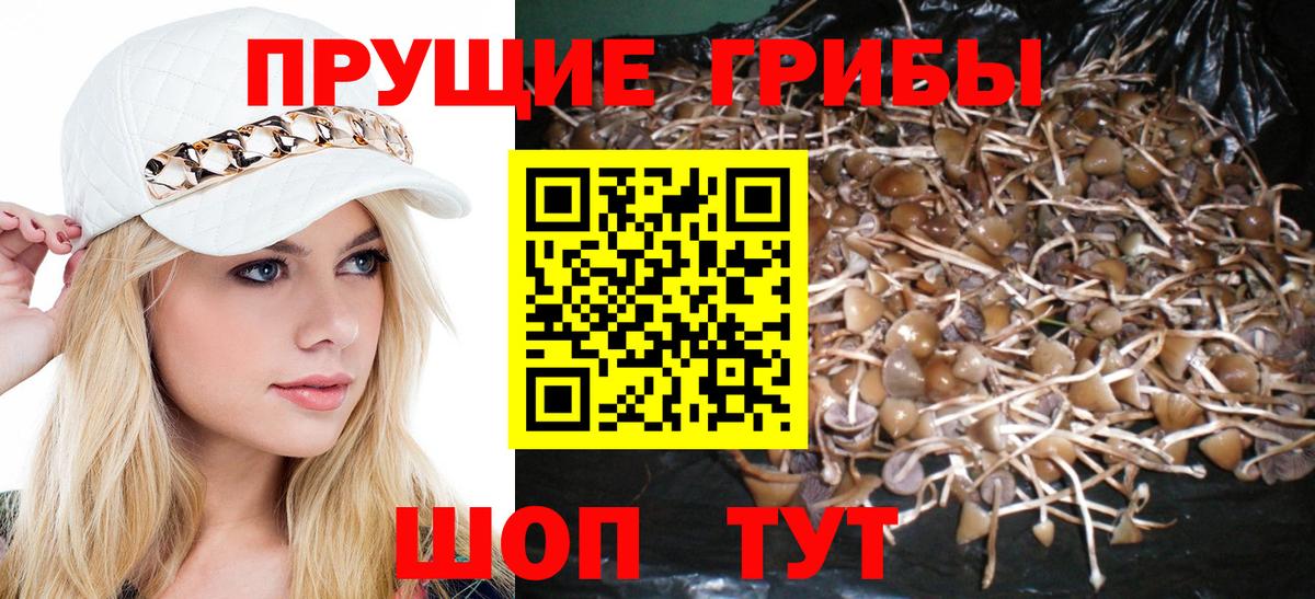 Псилоцибиновые грибы Psilocybine cubensis  Вход с VPN  Зима 